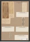 Navicula exempta A.Schm. (de-Toni-Nr.: Genus 1, Species 262) Zeichnungen Sammlung Grunow Nr. 604 (NHMW-BOT-W0366964)
